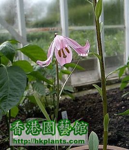 mini lily.jpg