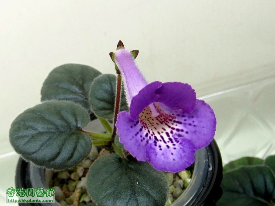 S. HCY\'s Purple Mist -c 04 Jul 2013.jpg