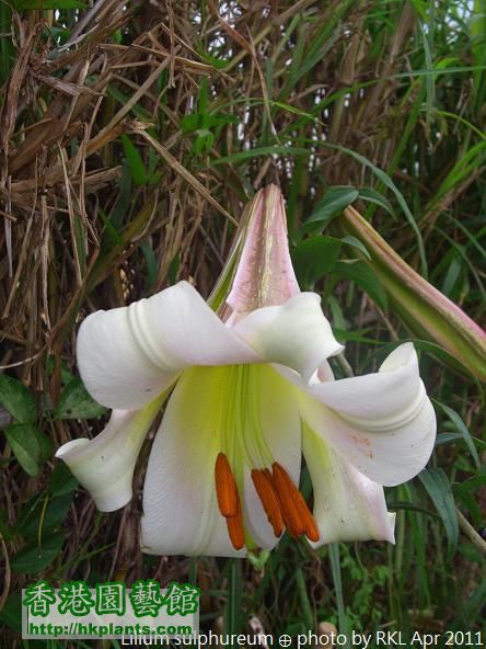 Lilium sulphureum.jpg