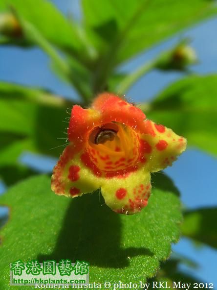 Kohleria hirsuta.jpg