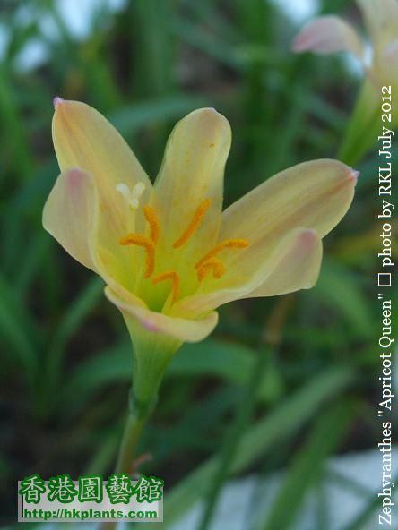 Zephyranthes  Apricot Queen.jpg