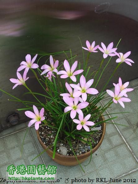 Zephyranthes El Cielo.jpg