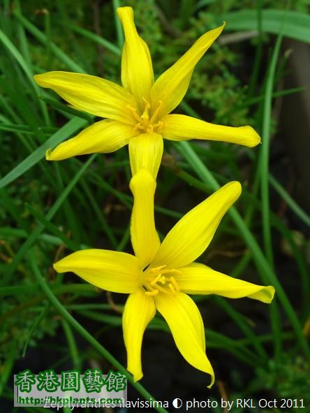 Zephyranthes flavissima.jpg