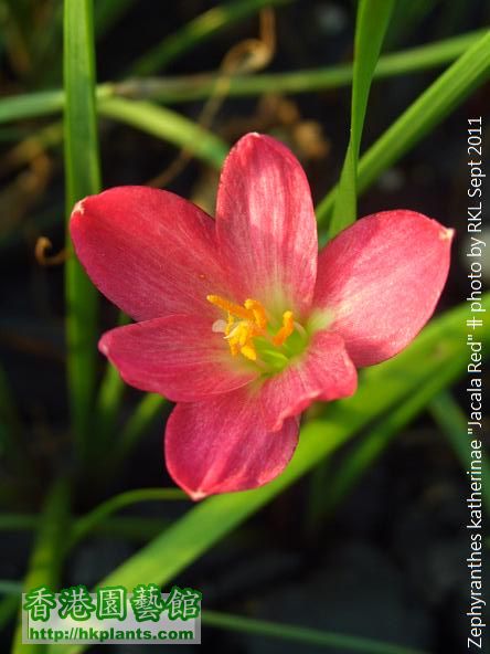 Zephyranthes katherinae  Jacala Red.jpg