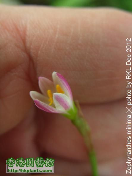 Zephyranthes minima.jpg