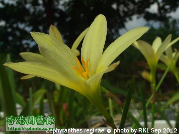 Zephyranthes reginae.jpg