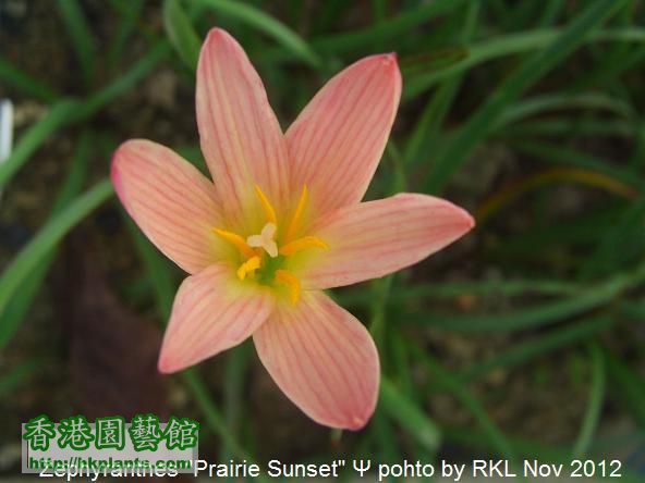 Zephyranthes  Prairie Sunset.jpg