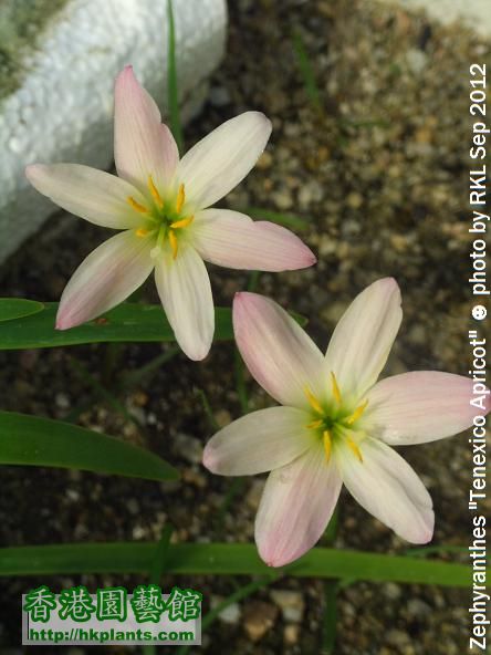 Zephyranthes  Tenexico Apricot.jpg