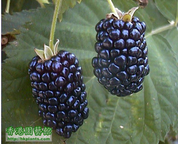 blackberry-fruit.jpg