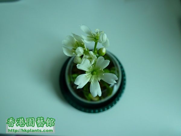 dionaea flower 1.JPG
