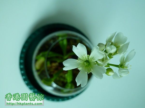 dionaea flower 2.JPG