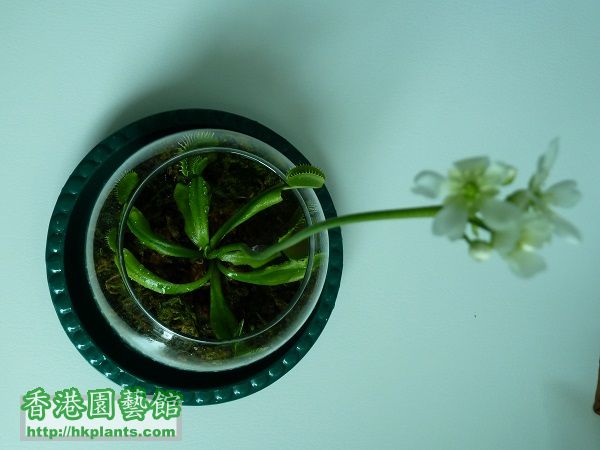 dionaea flower 4.JPG