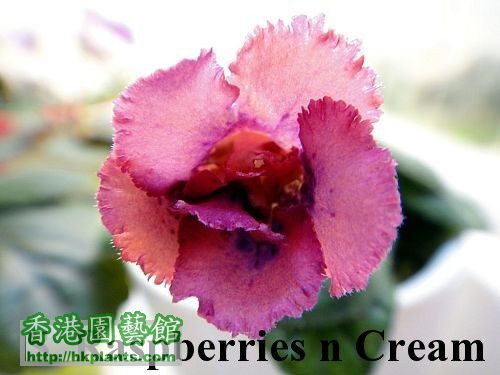 S. Raspberries n Cream.jpg