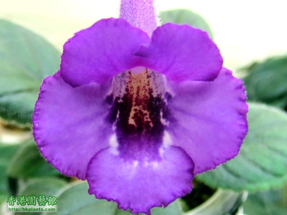 S. Hybrid Purple 1 (J) -a 10 Aug 2013.jpg