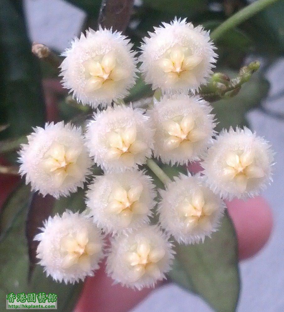 Hoya lacunosa Blume裂瓣球蘭.jpg