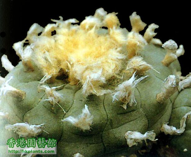 Lophophora williamsii