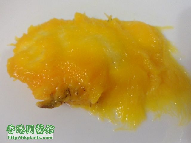 發芽了的新品種台灣芒果核