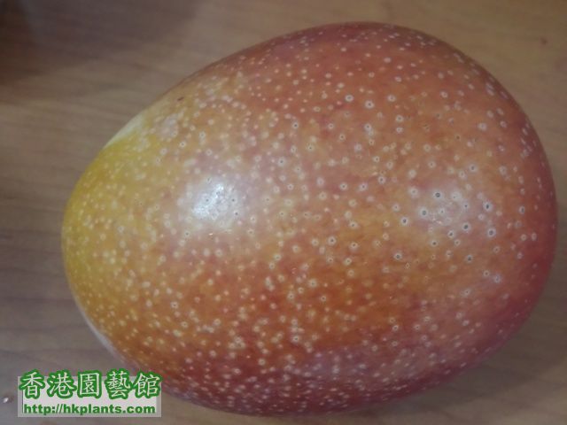 新品種台灣芒果