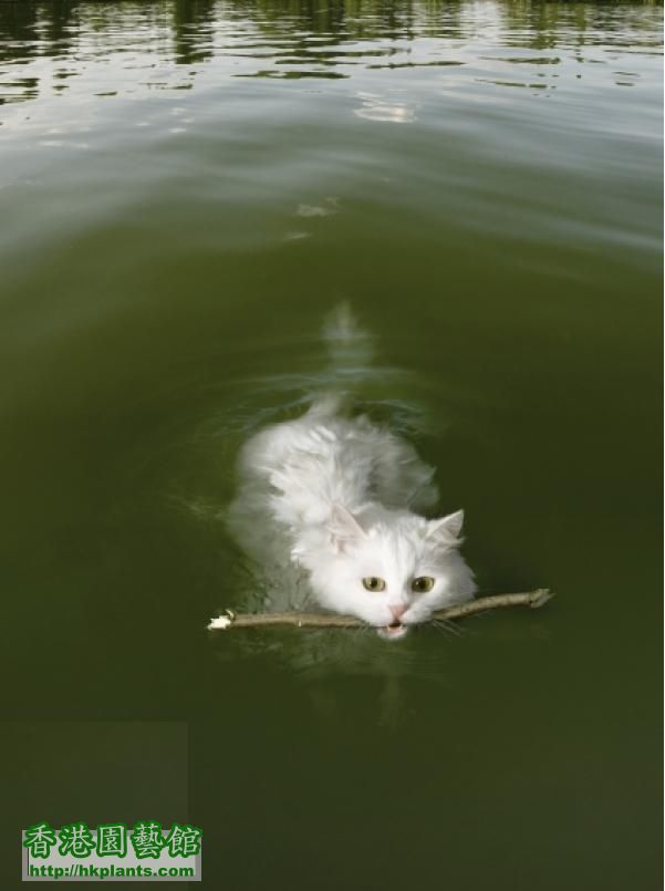 eukanuba-pet-food-swimming-cat-small-96742.jpg