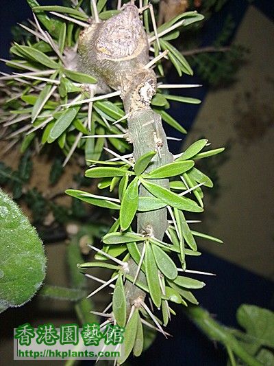 Didierea trollii Capuron & Rauh, 1961  