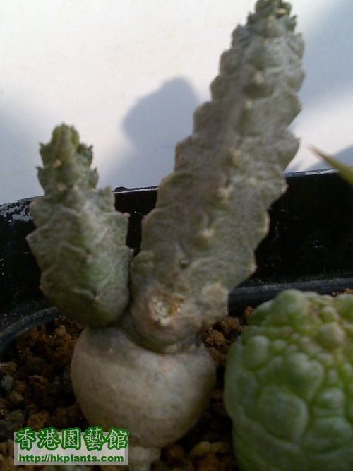 Pseudolithos dodsonianus.jpg