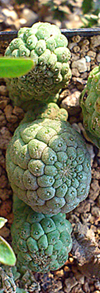 larryleachia cactaceae.jpg