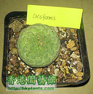 larryleachia cactiformis.jpg