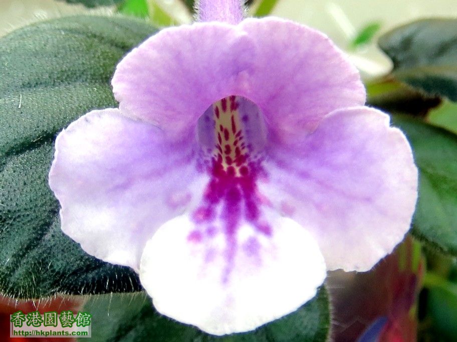 S. Ozark Purple Freckles -a 12 Jul 2013.jpg