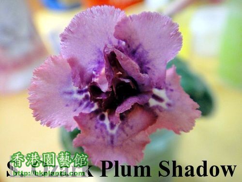 S. Ozark Plum Shadow.jpg