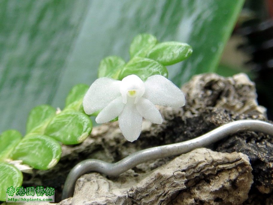 Angraecum distichum  -a 11 Sept 2013.jpg