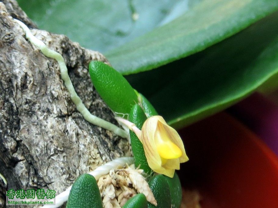 Dendrobium lichenastrum -b 11 Sept 2013.jpg