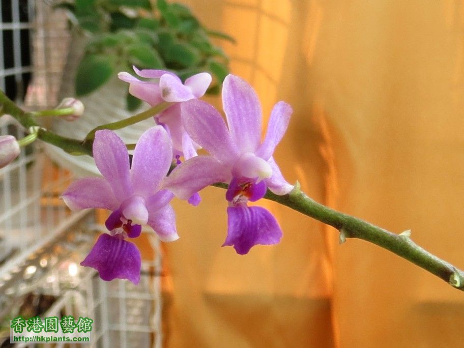 Doritis pulcherrima var. coerulea x Phal. deliciosa -a 11 Sept 2013.jpg