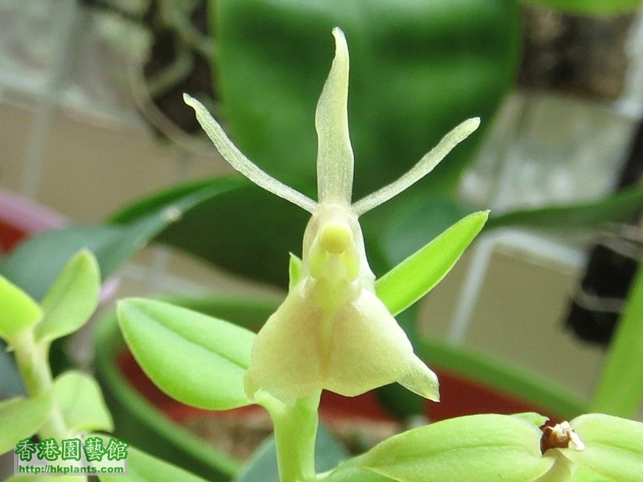 Epidendrum porpax -a 11 Sept 2013.jpg