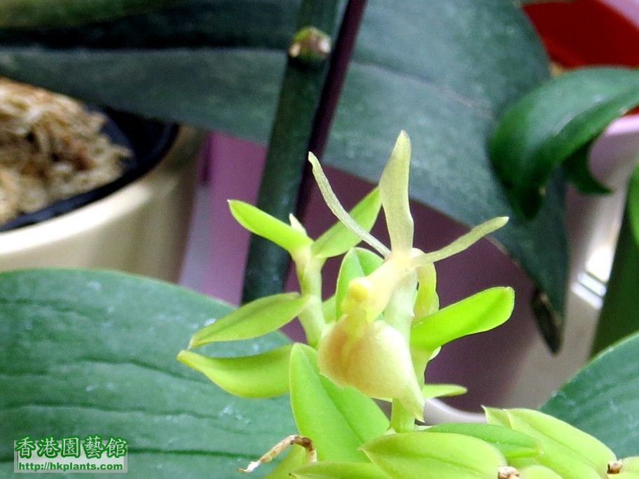 Epidendrum porpax -b 11 Sept 2013.jpg