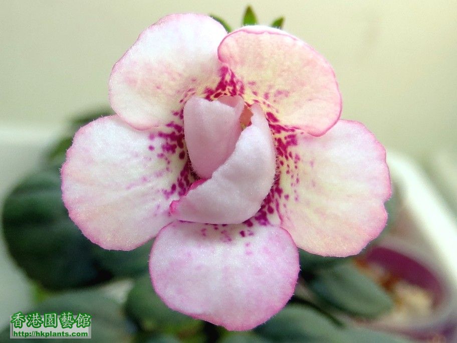 S. Ozark Pink Popcorn -a 04 May 2013.jpg