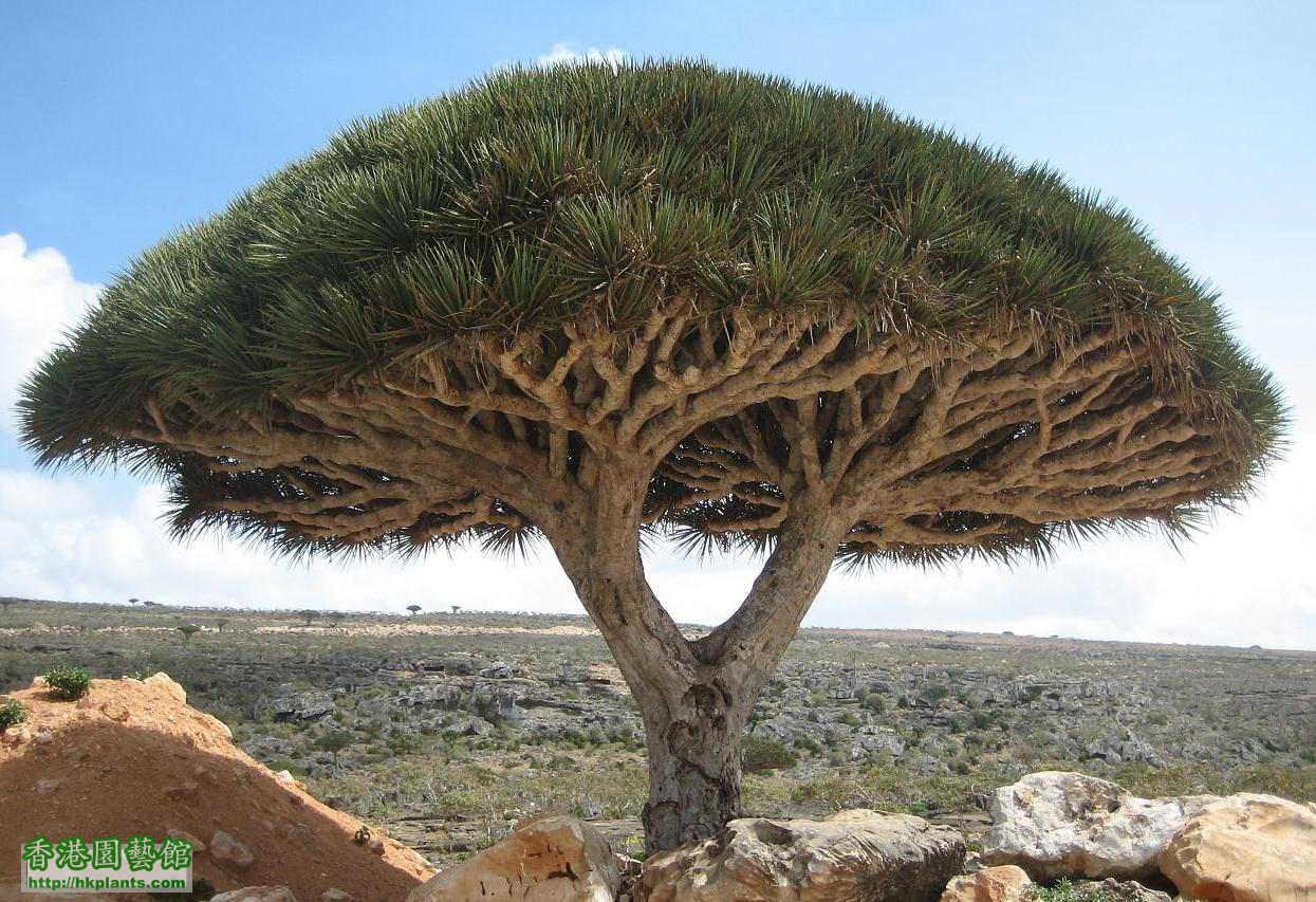 Socotra_dragon_tree_compressed.jpg
