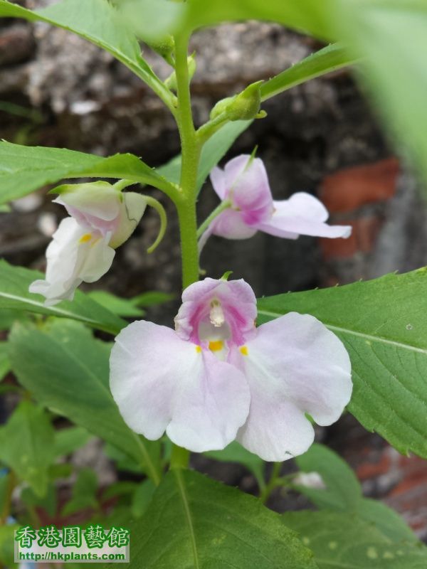 鳳仙花