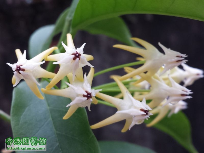 Hoya Multiflora