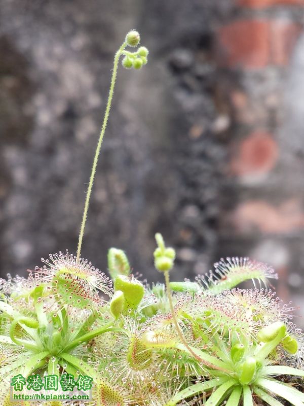 Drosera pulchella x omissa