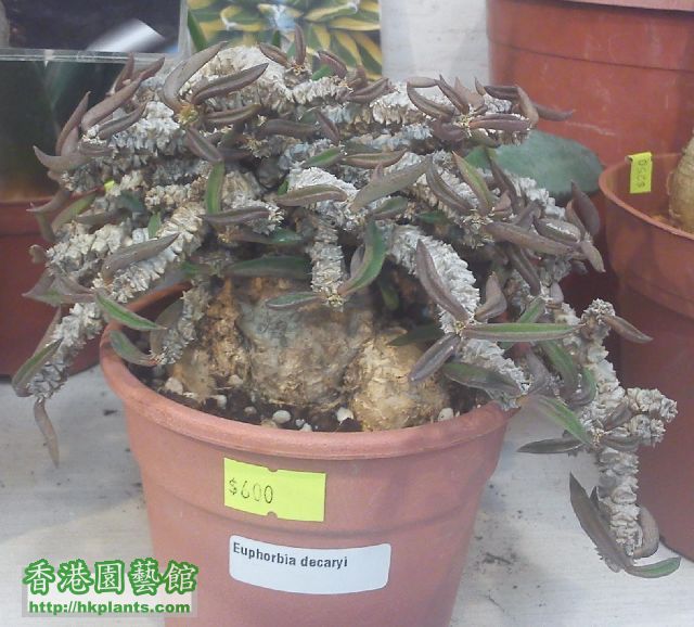 20131027-euphorbia decaryi