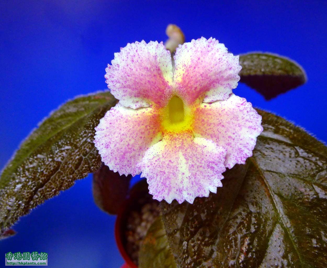 9-10-2013 第二朵花和首朵花一樣,紅粉星散了點