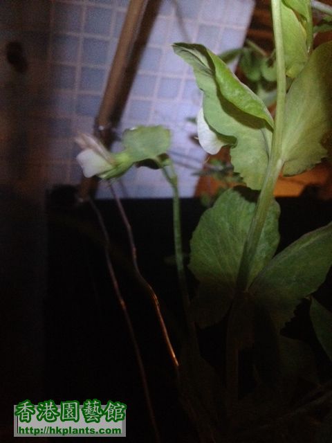 Snow pea flower.jpg