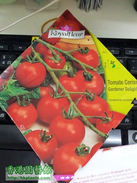Tomato - gardener delight 1.jpg
