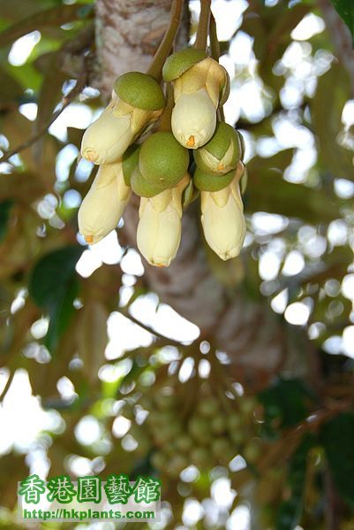 401px-Durian_flower.jpg