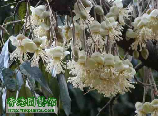 Durian_Flowers.jpg