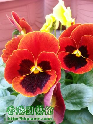 red pansy