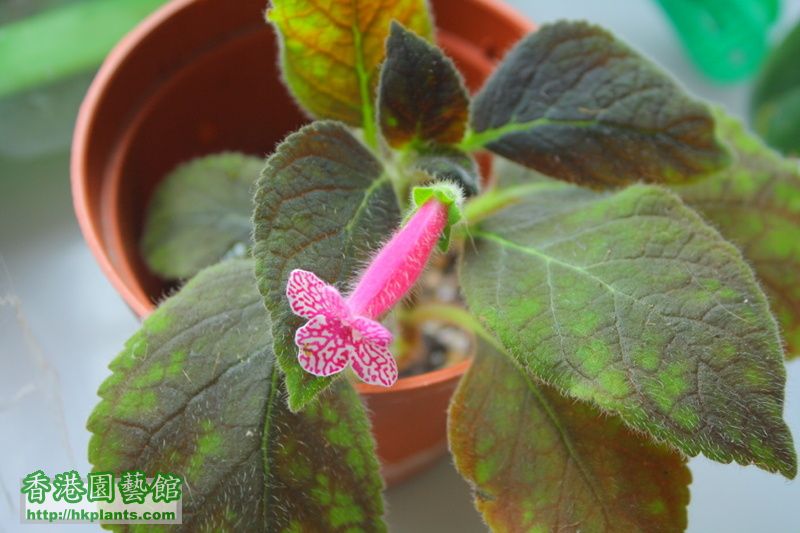 (A) Kohleria Rongo $50 ->$40