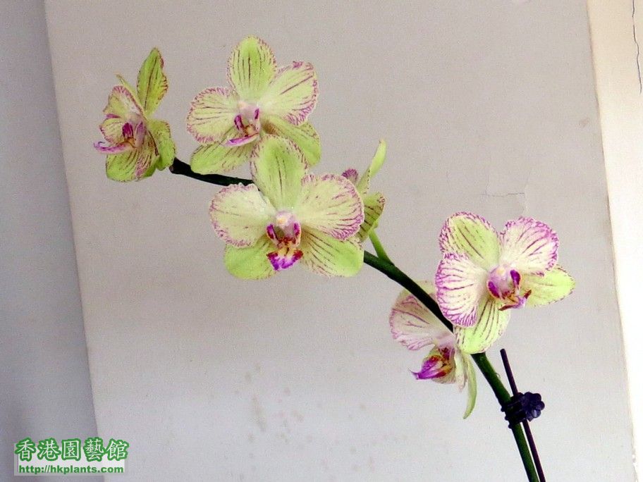 Phal. Hybrid 22c - 15 Apr 2013.jpg