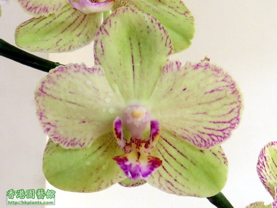 Phal. Hybrid 22a - 15 Apr 2013.jpg