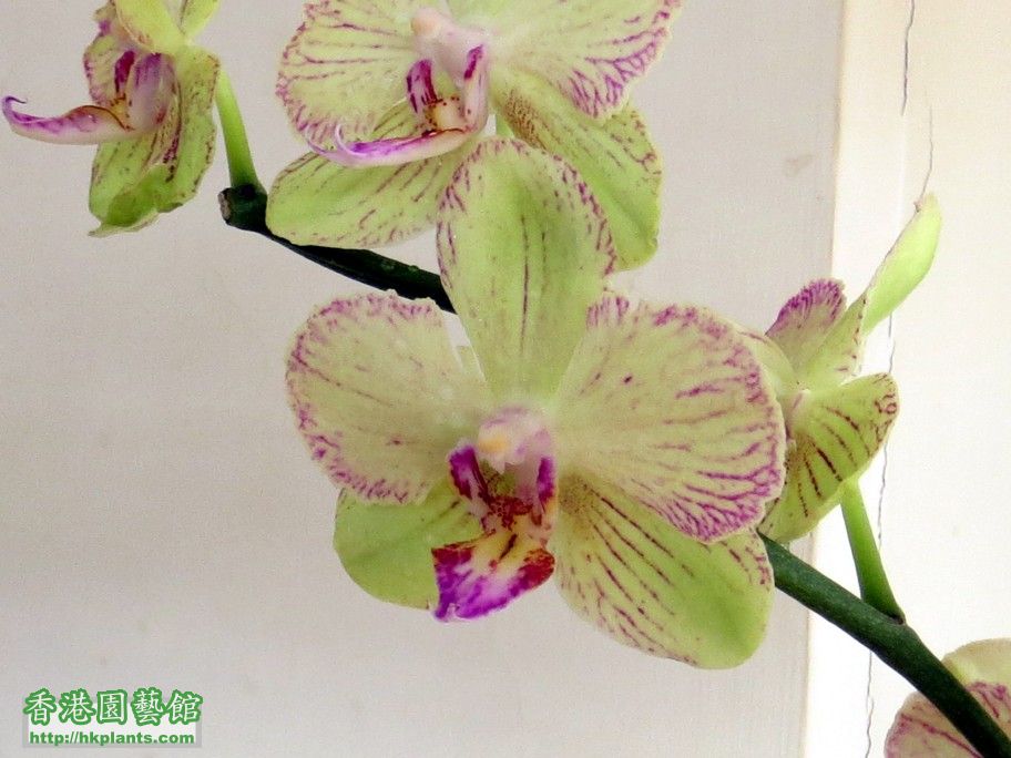 Phal. Hybrid 22b - 15 Apr 2013.jpg